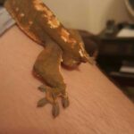 Crested Gecko Tail Drop – Learn How and Why Crested Geckos Lose Their Tails