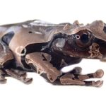 Crowned Tree Frog: A Fascinating Amphibian with Unique Features