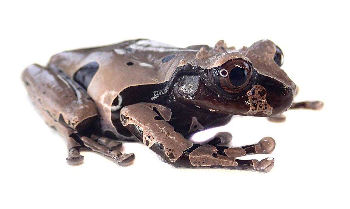 Crowned Tree Frog: A Fascinating Amphibian with Unique Features - Vital ...
