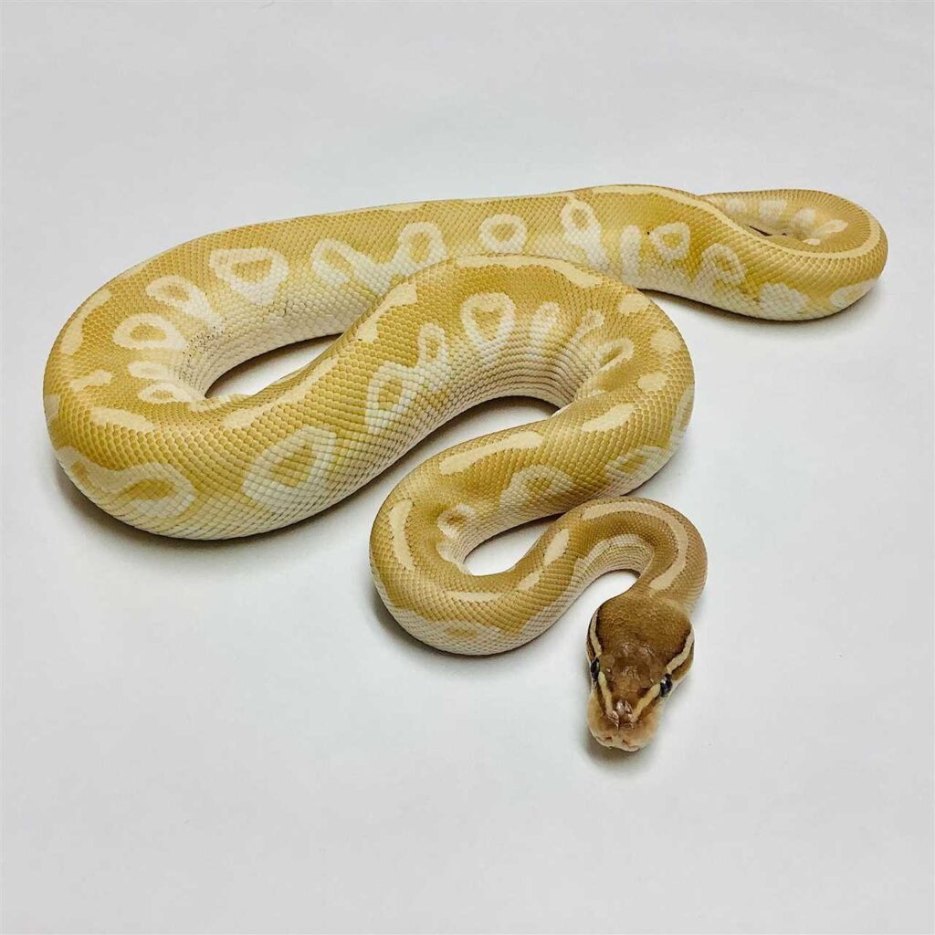 Crystal Ball Python: A Guide to This Unique Snake Species - Vital Frog