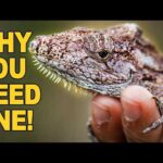 Cuban False Chameleon: Fascinating Facts and Care Guide