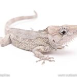 Cuban false chameleon for sale – Best Deals and Prices