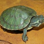 Cumberland slider: All You Need to Know About This Aquatic Turtle