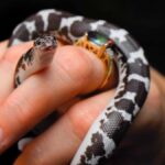 Cutest snake breeds you won’t believe exist