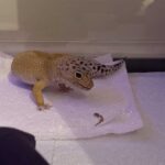 Dehydrated Leopard Gecko: Causes, Symptoms, and Treatment