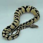 Desert Ghost Ball Python – Beautiful and Unique Morph
