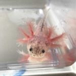 Discover the Unique Beauty of a Dirty Leucistic Axolotl