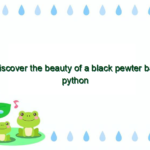 Discover the beauty of a black pewter ball python