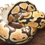 Ball Pythons and Hibernation: What You Need to Know