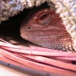 Do Bearded Dragons Brumate with Eyes Open: What You Need to Know