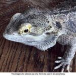Do Bearded Dragons Recognize Their Owners? All You Need to Know