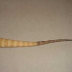 Do bearded dragons tails grow back
