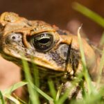 Can bleach kill frogs? Find out here