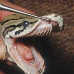 Are fangs present in corn snakes?