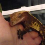 Are crested geckos prone to biting?