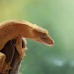 Do Crested Geckos Enjoy Being Held? Exploring the Relationship Between Crested Geckos and Human Interaction