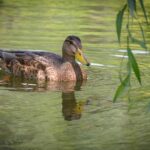 Can Ducks Eat Frogs? Discover the Surprising Feeding Habits of Ducks