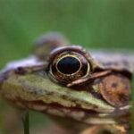 Do frogs blink when swallowing food