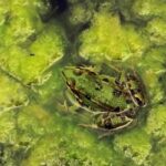 Can frogs eat algae?