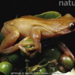Are Frogs Natural Fruit Eaters: Demystifying the Diet of Frogs