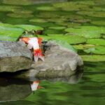 Can frogs eat goldfish? Discover the feeding habits of frogs