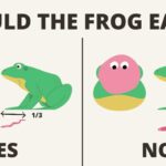 What Do Frogs Eat? Discover if Frogs Eat Mealworms