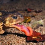 Are Frogs Natural Predators of Slugs? Find Out Here