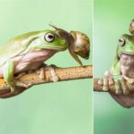 What Do Frogs Eat: A Guide to Frogs’ Diet Including Snails