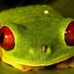 Do frogs have a nose: Exploring the sensory organs of amphibians