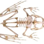 Do Frogs Have Ribs: The Anatomy of Frogs Explained