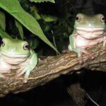 Are Heat Lamps Necessary for Frogs? All You Need to Know