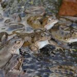 Frog Reproduction: Sexual or Asexual? Find Out Here!