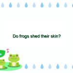 Do frogs shed their skin?