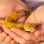 Do Geckos Enjoy Being Held? The Relationship Between Geckos And Human Interaction