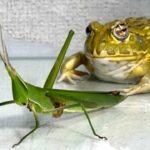 Grasshoppers eating frogs: the surprising truth