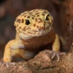 How to Pet Leopard Geckos: A Guide to Bonding with Your Reptile