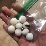 Moth Balls and Frogs: Fact or Fiction?