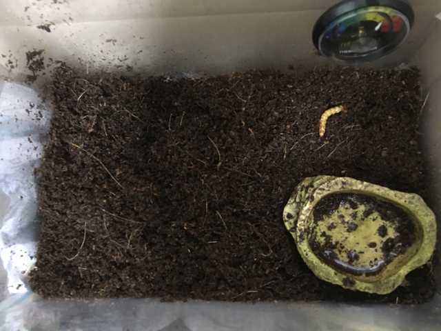 Curated visual reference: Do Pacman Frogs Hibernate Everything You Need To Know Photo Inspiration