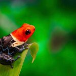 Do Poison Dart Frogs Live in the Amazon Rainforest