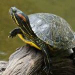Red Eared Sliders Hibernation: Facts and Tips