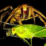 Can spiders eat grasshoppers?