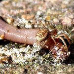 Is Worms on the Menu for Spiders?