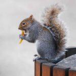 Are Frogs a Part of a Squirrel’s Diet?