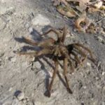 Information about Tarantula hibernation