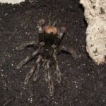 Do Tarantulas Keep Frogs as Pets