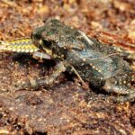 Are worms a part of a toad’s diet?