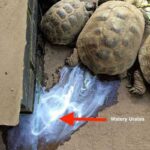 Do Tortoises Shed Their Skin? Everything You Need to Know