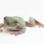 Why Whites Tree Frogs Need UVB for Optimal Health