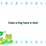 Does a frog have a neck