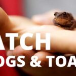 Can frog pee cause warts?